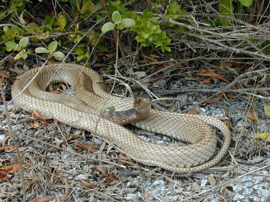 Eastern Coachwhip Snake (2001)