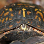 Determining If Your Species Needs to Hibernate