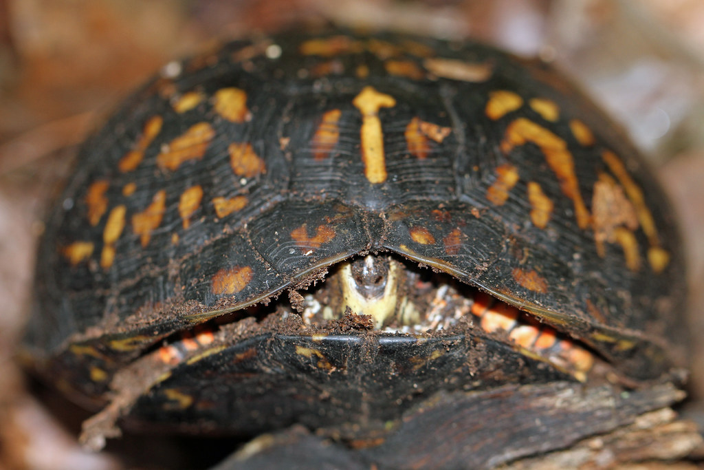 Determining If Your Species Needs to Hibernate
