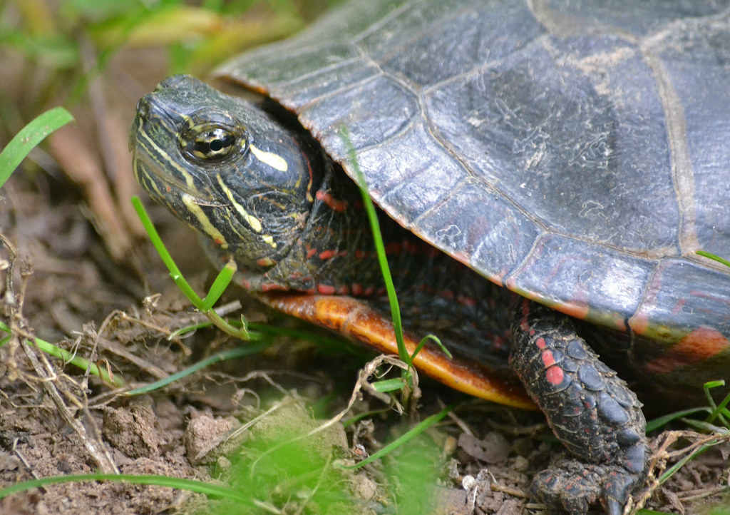 Turtle Encounter