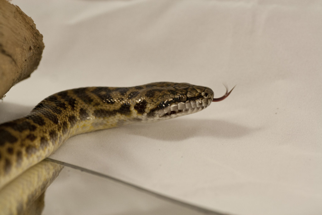 Spotted python bluffing