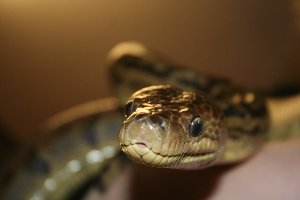 Cuban Boa