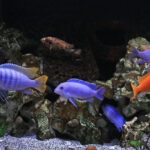 Special Considerations for Different Species