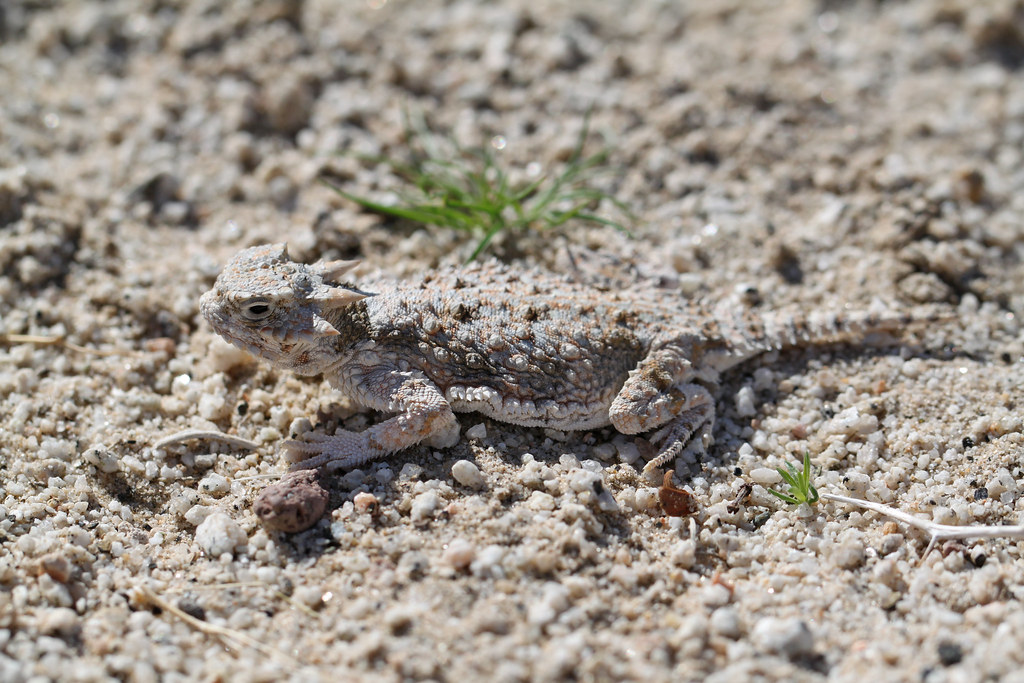 Desert horned lizard (Phrynosoma platyrhinos) near Pinto Wells
