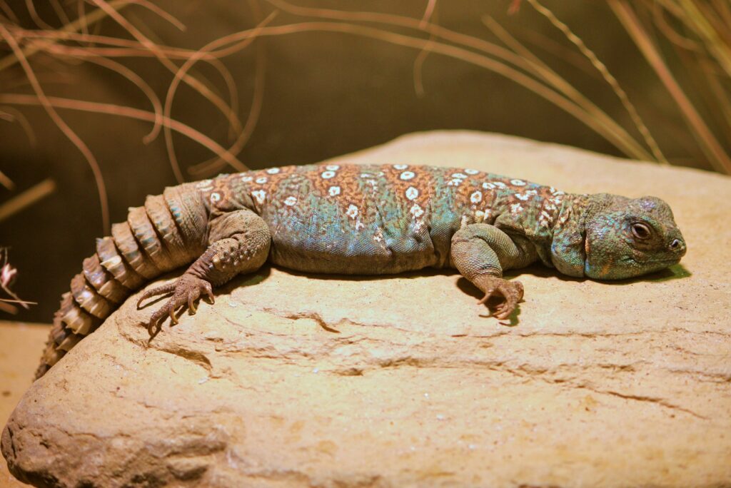 Uromastyx (Uromastyx spp.)