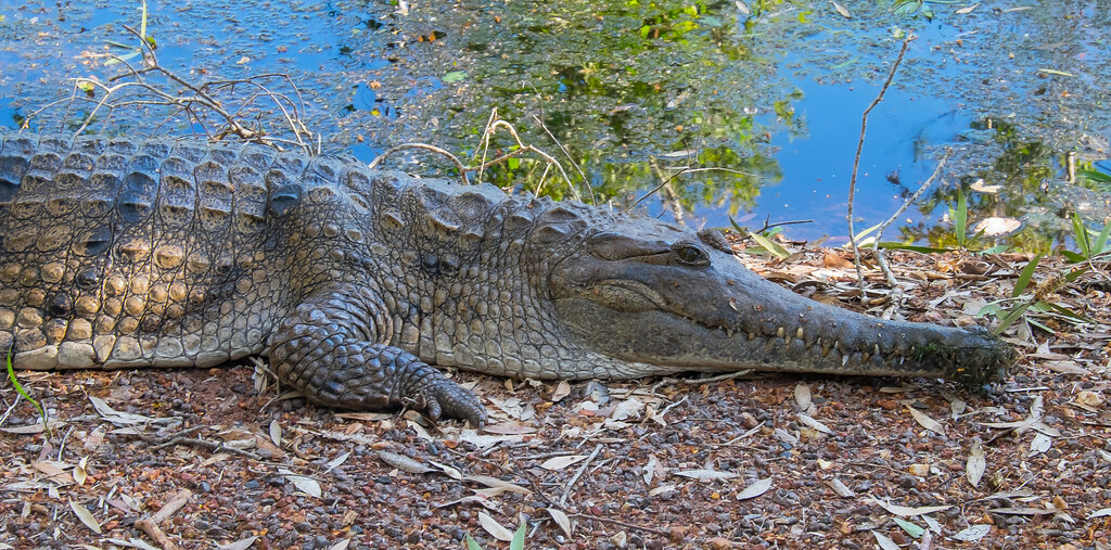 7. Freshwater Crocodile (Crocodylus johnstoni)