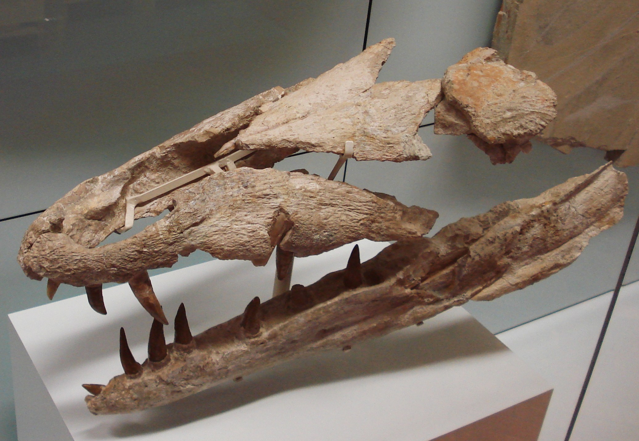 Deinosuchus