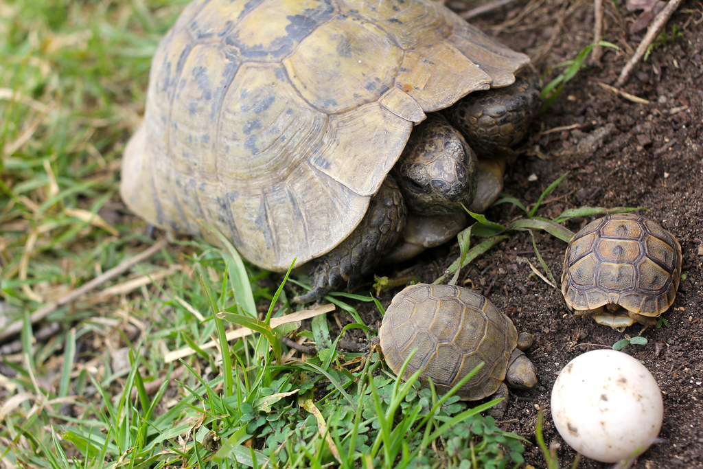 Breeding and Reproductive Requirements