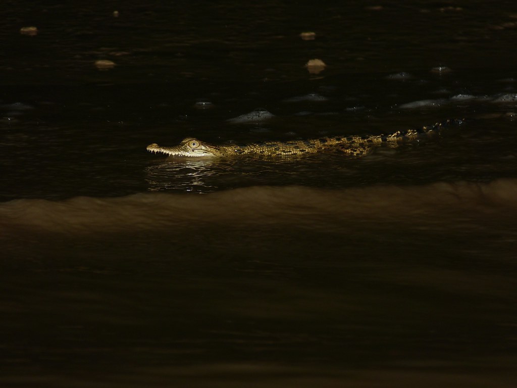 Saltwater Crocodile (Crocodylus porosus) juvenile