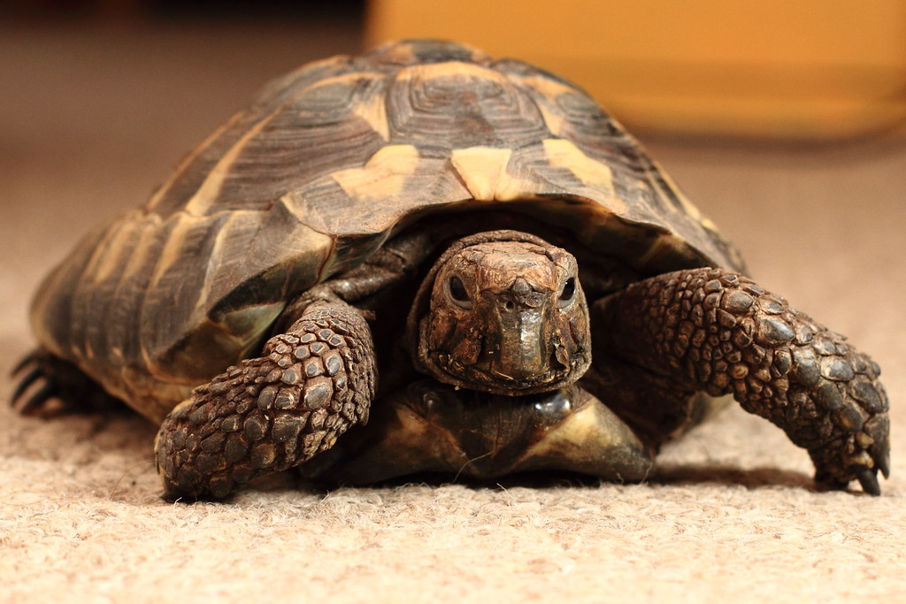 pet tortoise