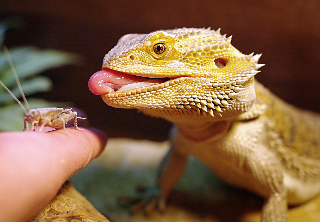 The Science of Lizard Cognition