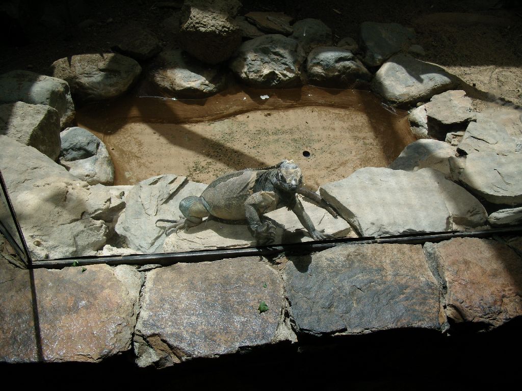 Reptile enclosure
