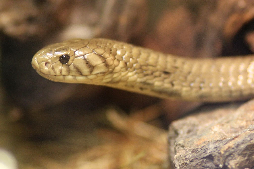 Philippine Cobra