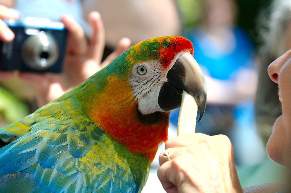 Parrot eating cheese and being photographed