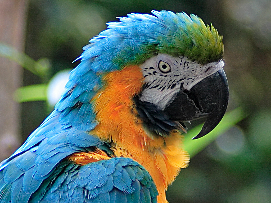 Parrot close up 