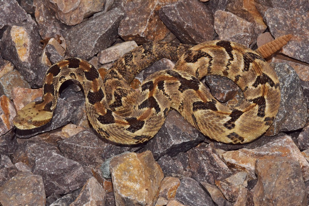 Conservation Status and Ecological Importance