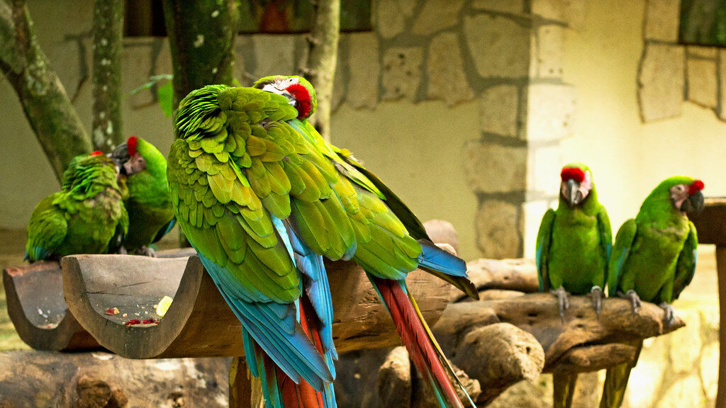 Xcaret Parrots
