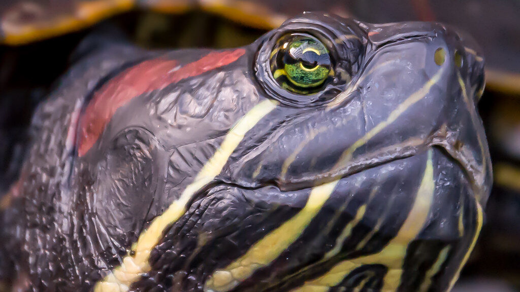 my turtle Rambo :-) #turtle #pet