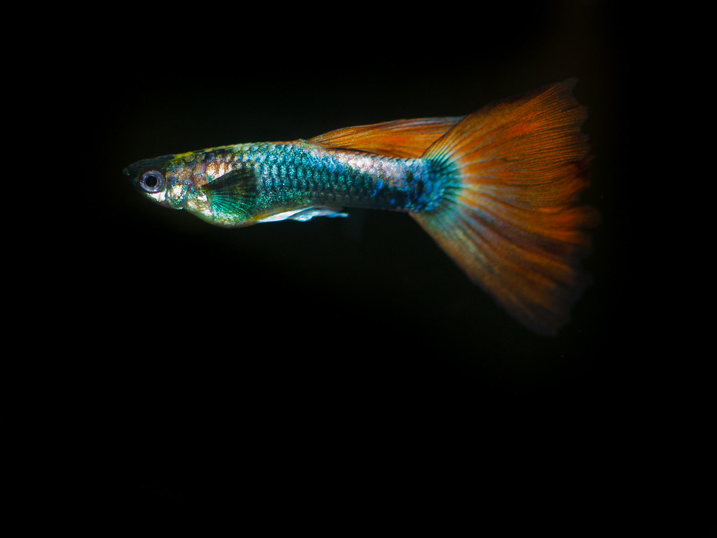 Guppy