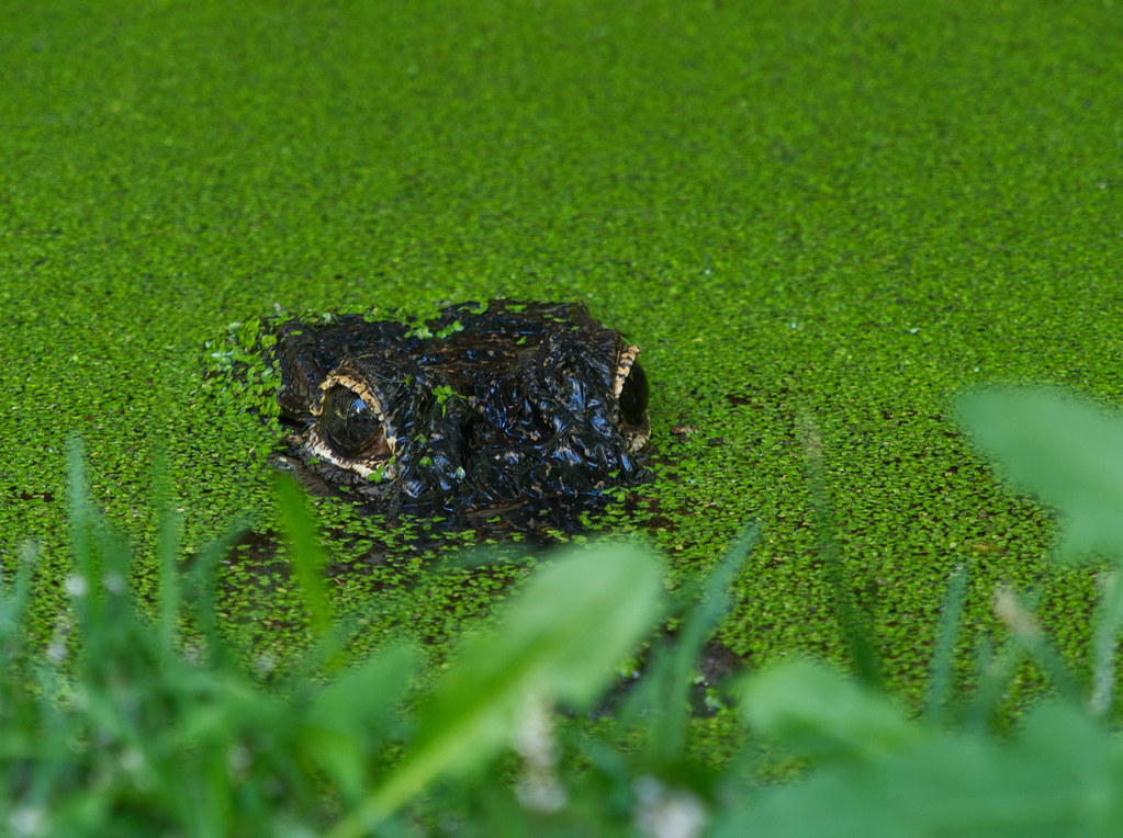 American Alligator at a National Zoo