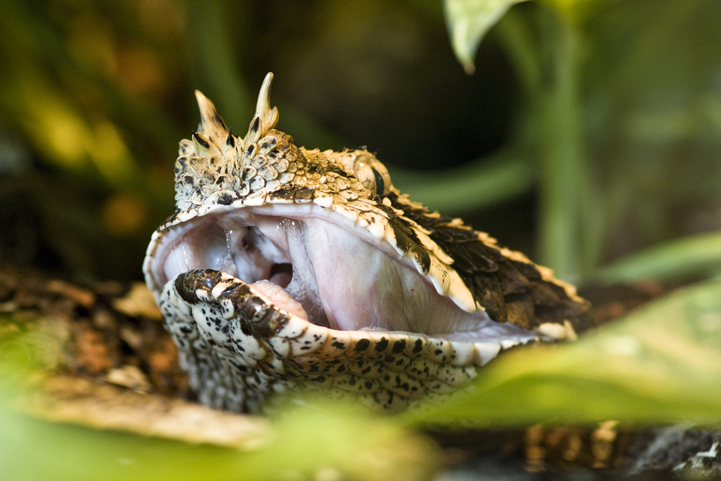 Gaboon viper (Bitis gabonica)