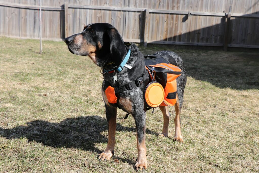 Planning for Pets in Disaster and Emergency Situations