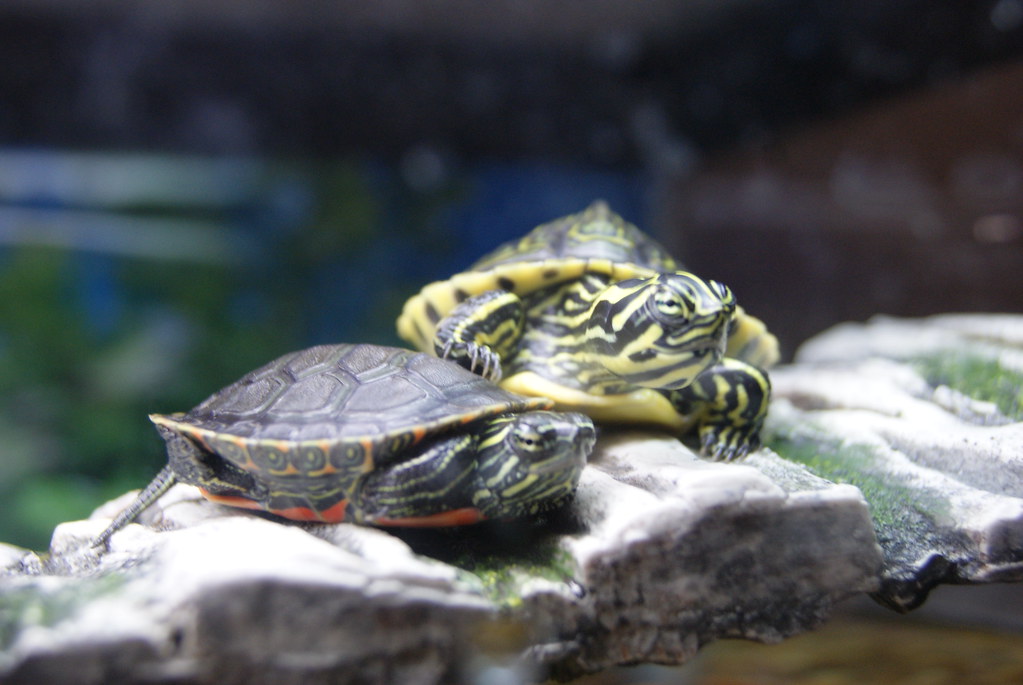 Creating Environmental Enrichment Through Feeding Practices