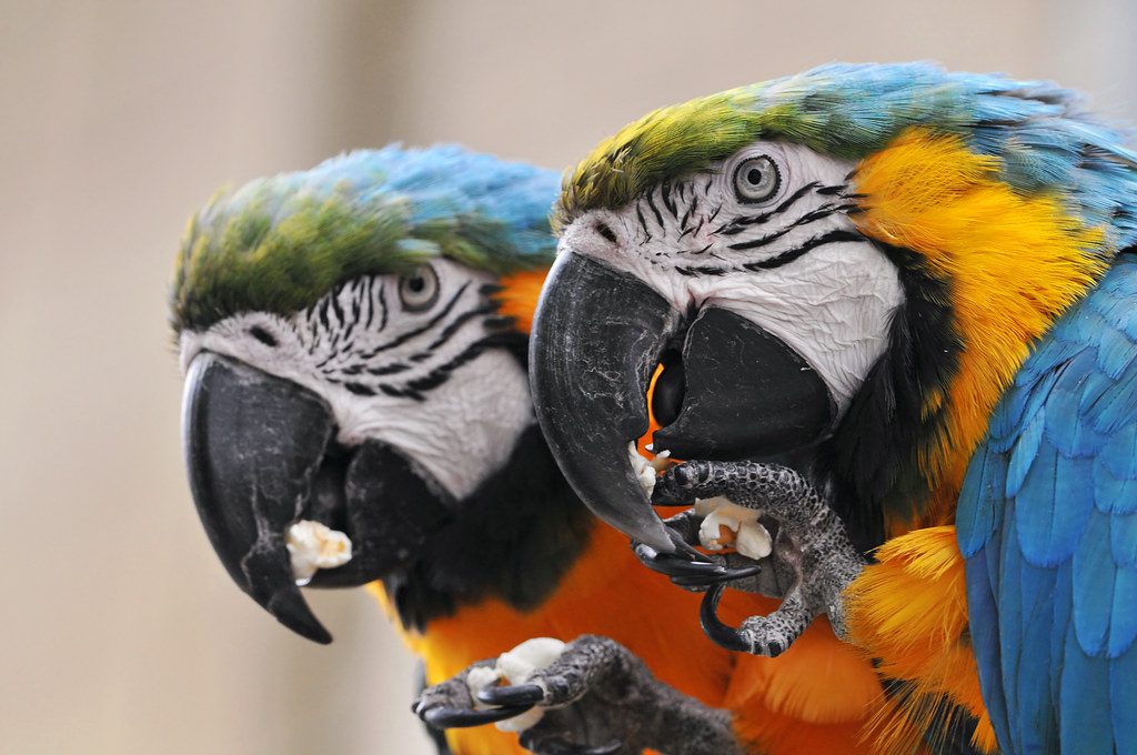 Parrots eating popcorn