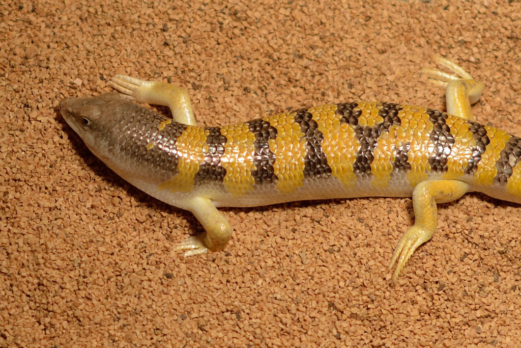 Sandfish skink
