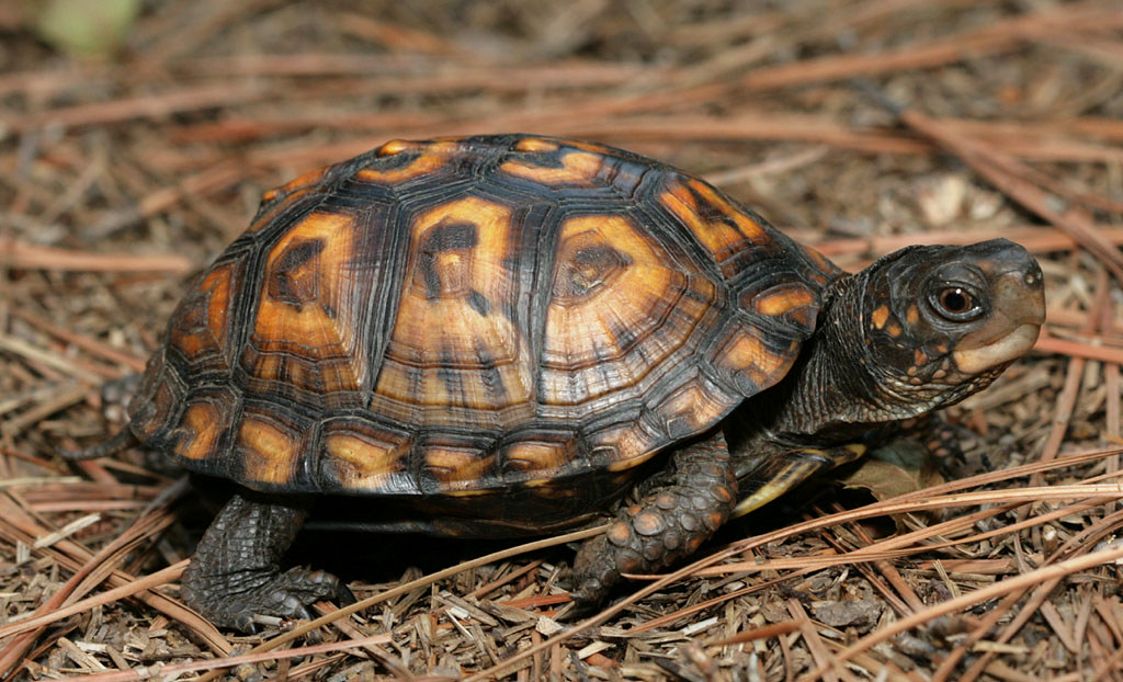 Eastern Box Turtle (Terrapene carolina carolina)
