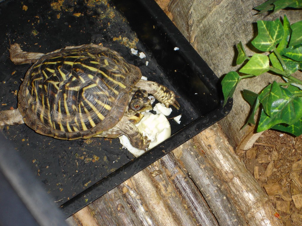 box turtle