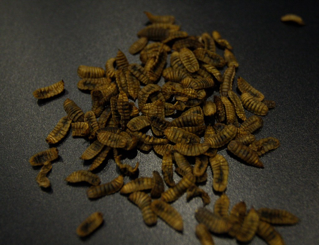 Integrating Variety: Beyond Basic Feeder Insects