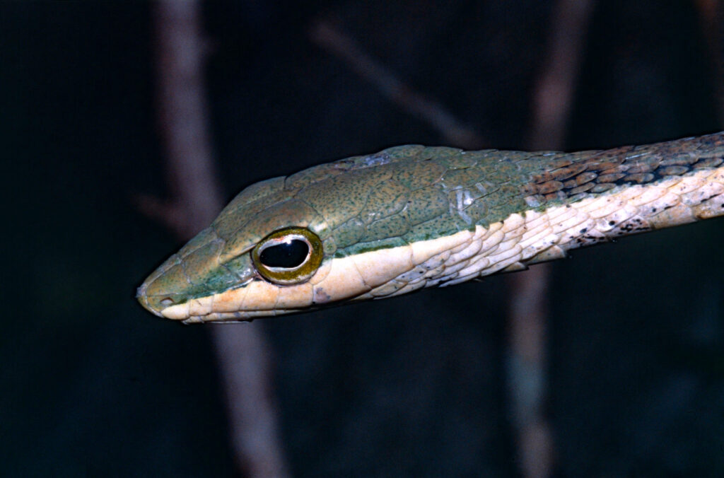 Common Rear-Fanged Species Around the World