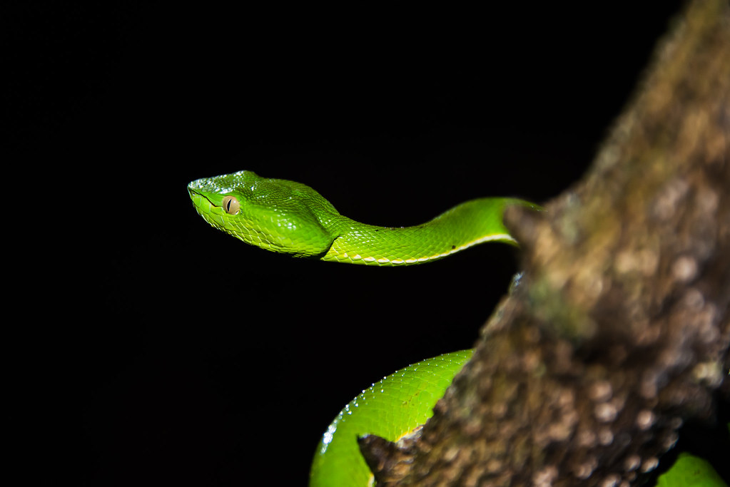 Trimeresurus vogeli, Vogel's Pit Viper (juvenile) - Khao Yai National Park