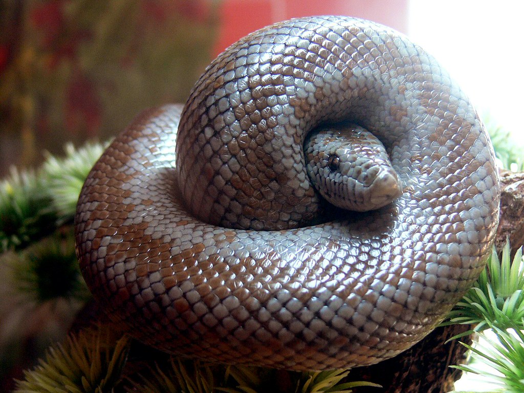 Rosy Boa all in a knot