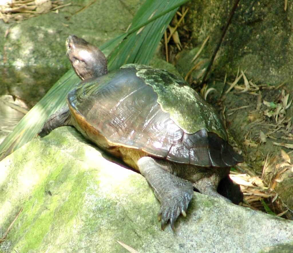 Giant Asian Pond Turtle heosemys grandis