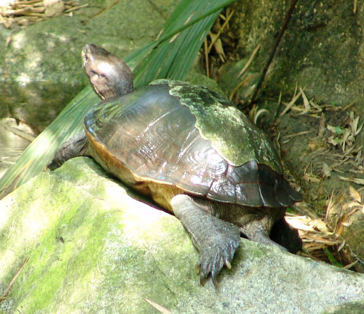 How to Identify U.S. Turtles by Their Shell Patterns
