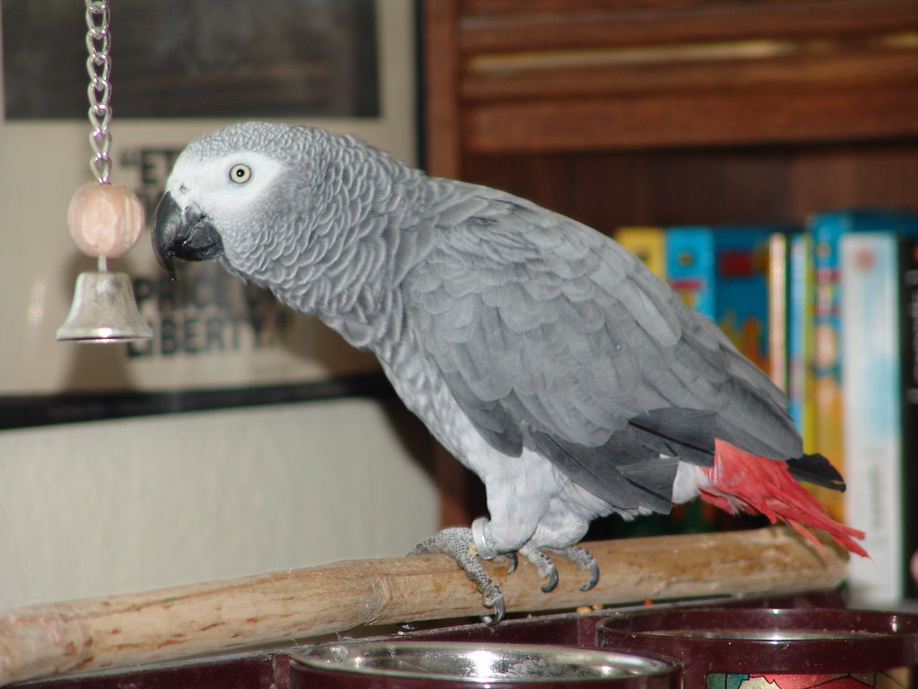 4. African Grey Parrots - Intelligent Birds Being Silenced