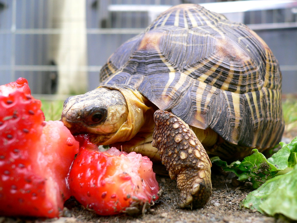 tortoise eating a strawberry