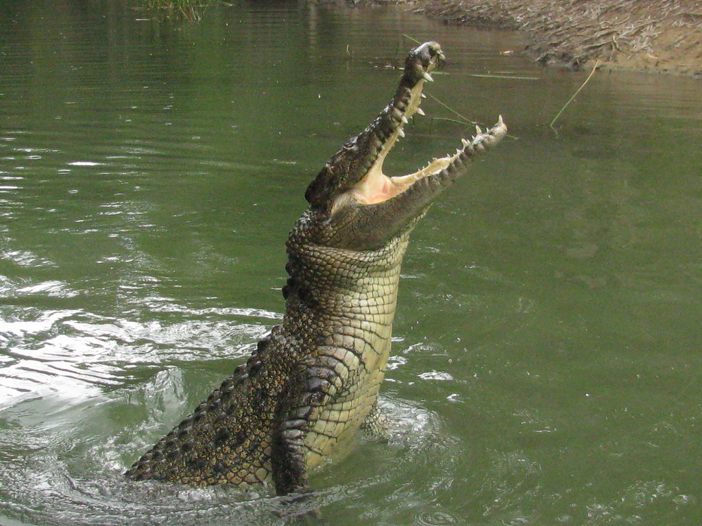 Comparative Evolution: Bird Brains vs. Crocodilian Brains