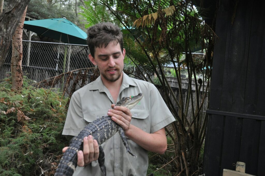Human-Alligator Coexistence Challenges