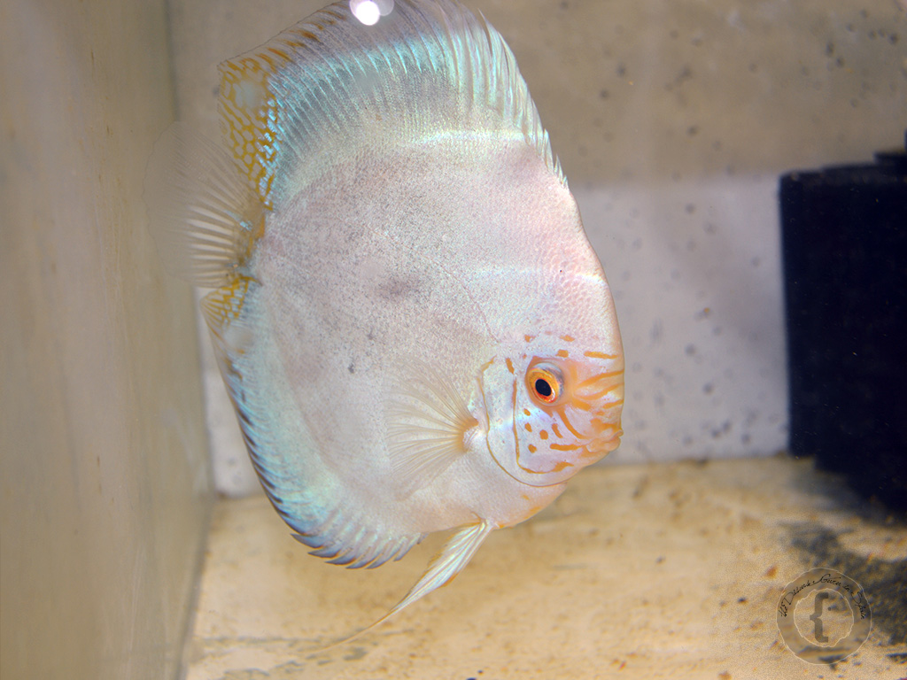 Breeding Challenges and Parental Care