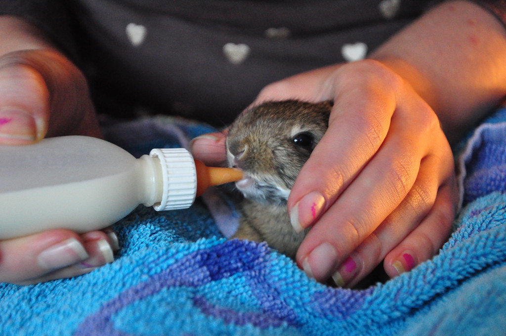 Feeding Newborn to Three-Week-Old Kits