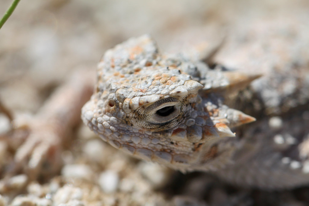 Desert horned lizard (Phrynosoma platyrhinos) near Pinto Wells