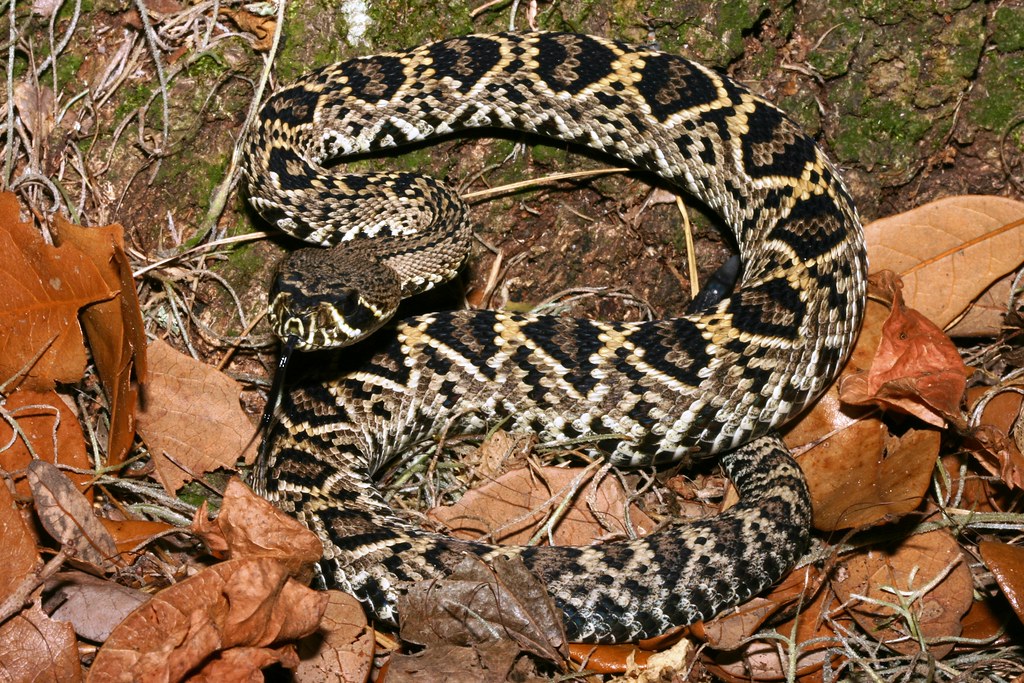Rattlesnake Distribution Across the United States