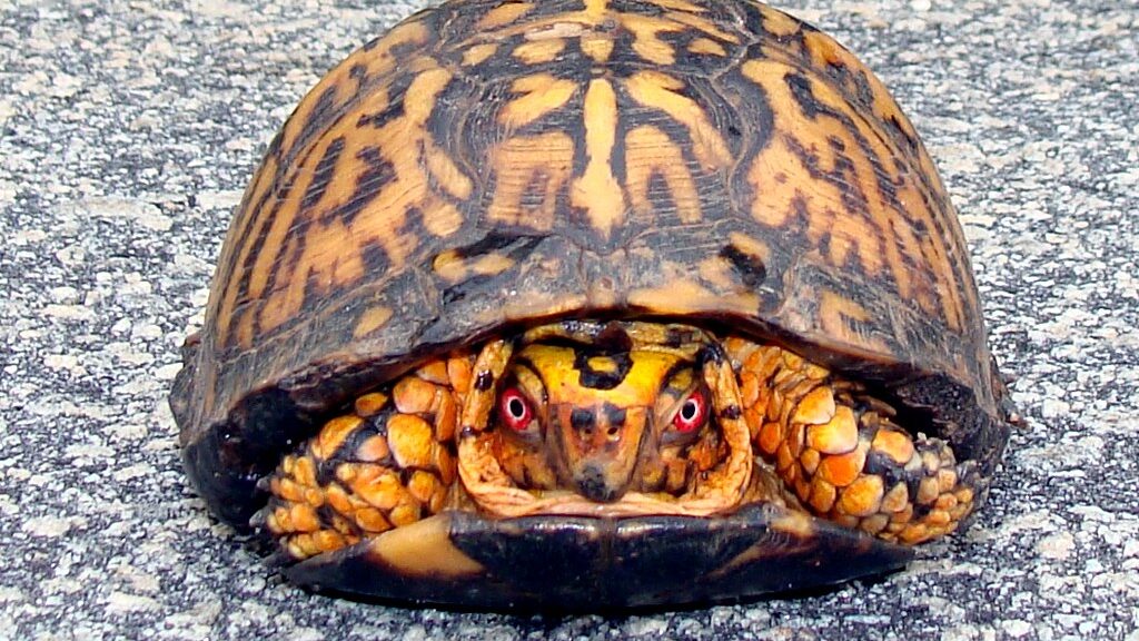 Box turtle on road, face on