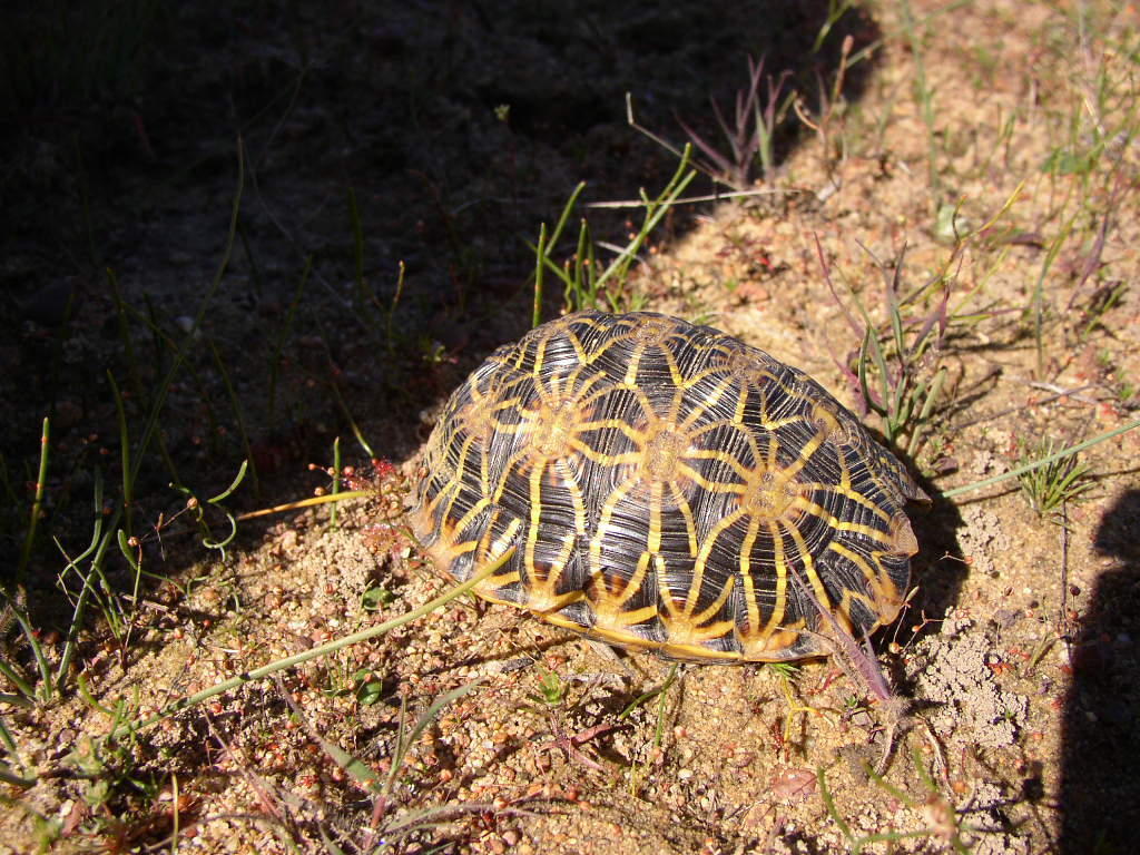 Geometric tortoise (Psammobates geometricus) 10
