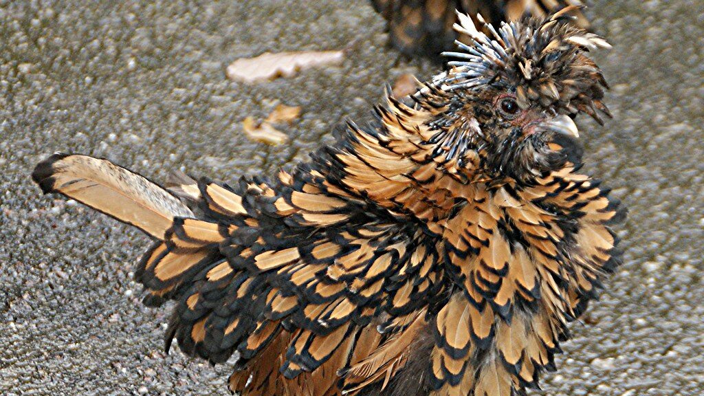 Frizzle Chicken Chatsworth House