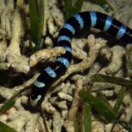 Blue-lipped Sea Krait, Laticauda laticauda (Linnaeus, 1758)