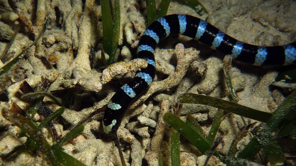 Blue-lipped Sea Krait, Laticauda laticauda (Linnaeus, 1758)